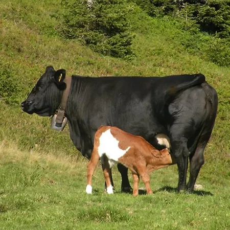 Affittacamere Alpenhof Grafleiten