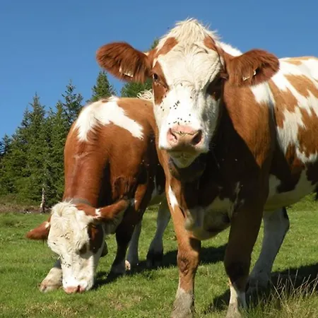 Affittacamere Alpenhof Grafleiten 4*