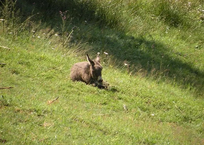 البينهوف جرافليتن زيل أم سي