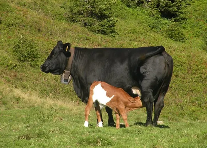 Pensión Alpenhof Grafleiten