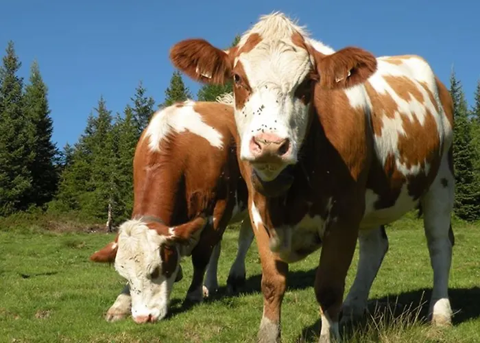 בית הארחה Alpenhof Grafleiten 4*