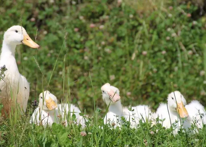 بيت ضيافة البينهوف جرافليتن زيل أم سي