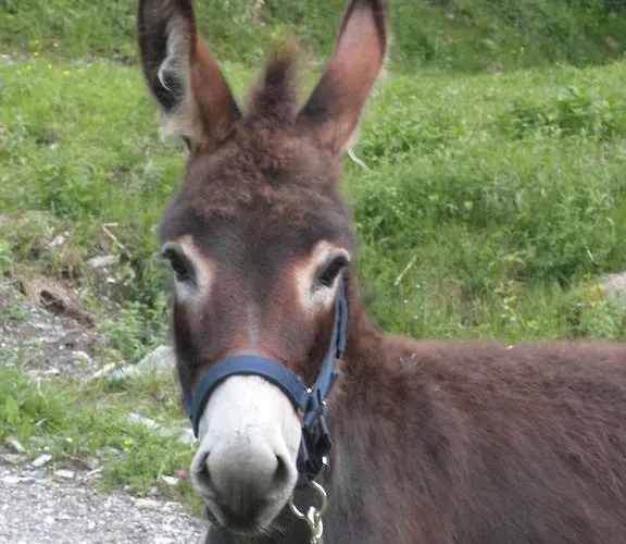 البينهوف جرافليتن