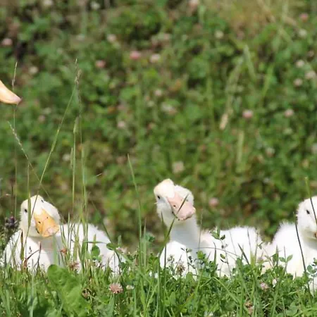 Πανσιόν Alpenhof Grafleiten Τσελ αμ Ζέε